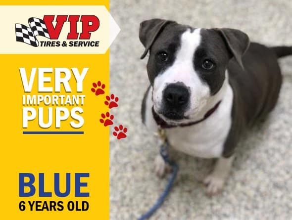 Black and white dog named Blue, 6 years old, featured in VIP Rescue's Very Important Pups program.
