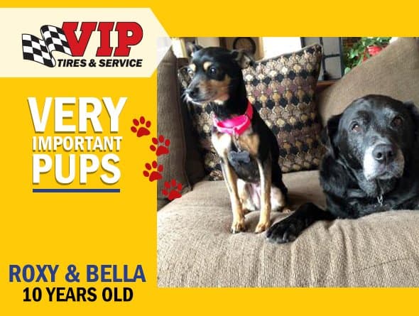 Very Important Pups of March - Roxy and Bella