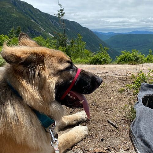 A dog wearing a red harness sits on a mountain overlook with forested peaks in the background.